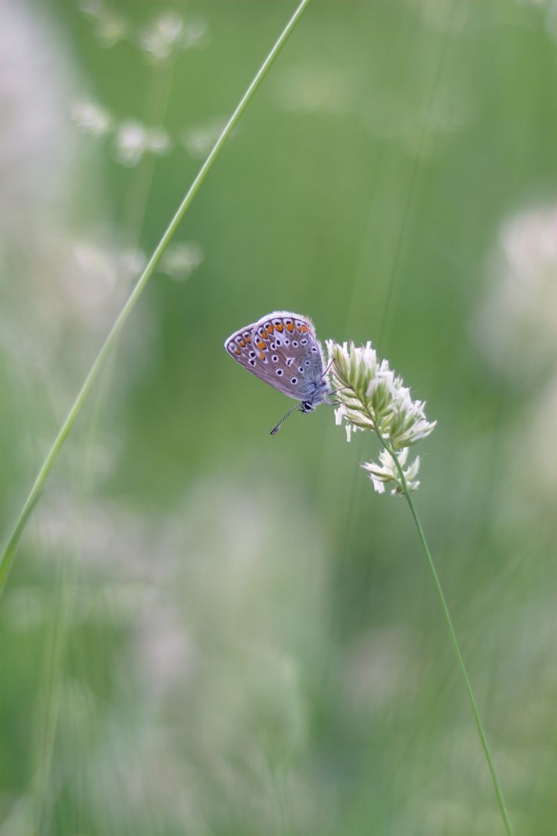 Aricia agestis?  No, Polyommatus icarus